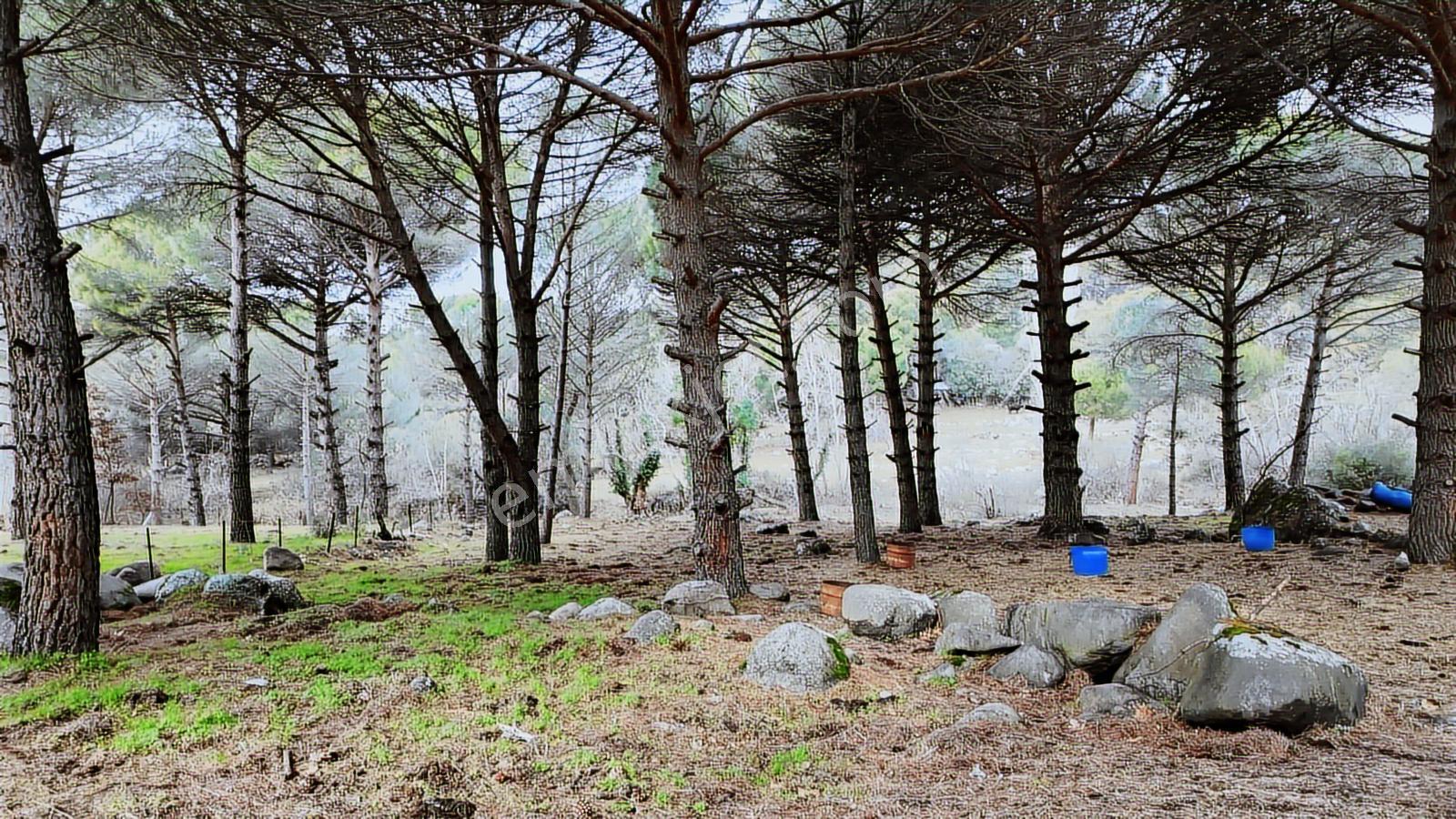 Ayvalık Yolu Üzeri -dere Cepheli (asagıbey /1894 M2)