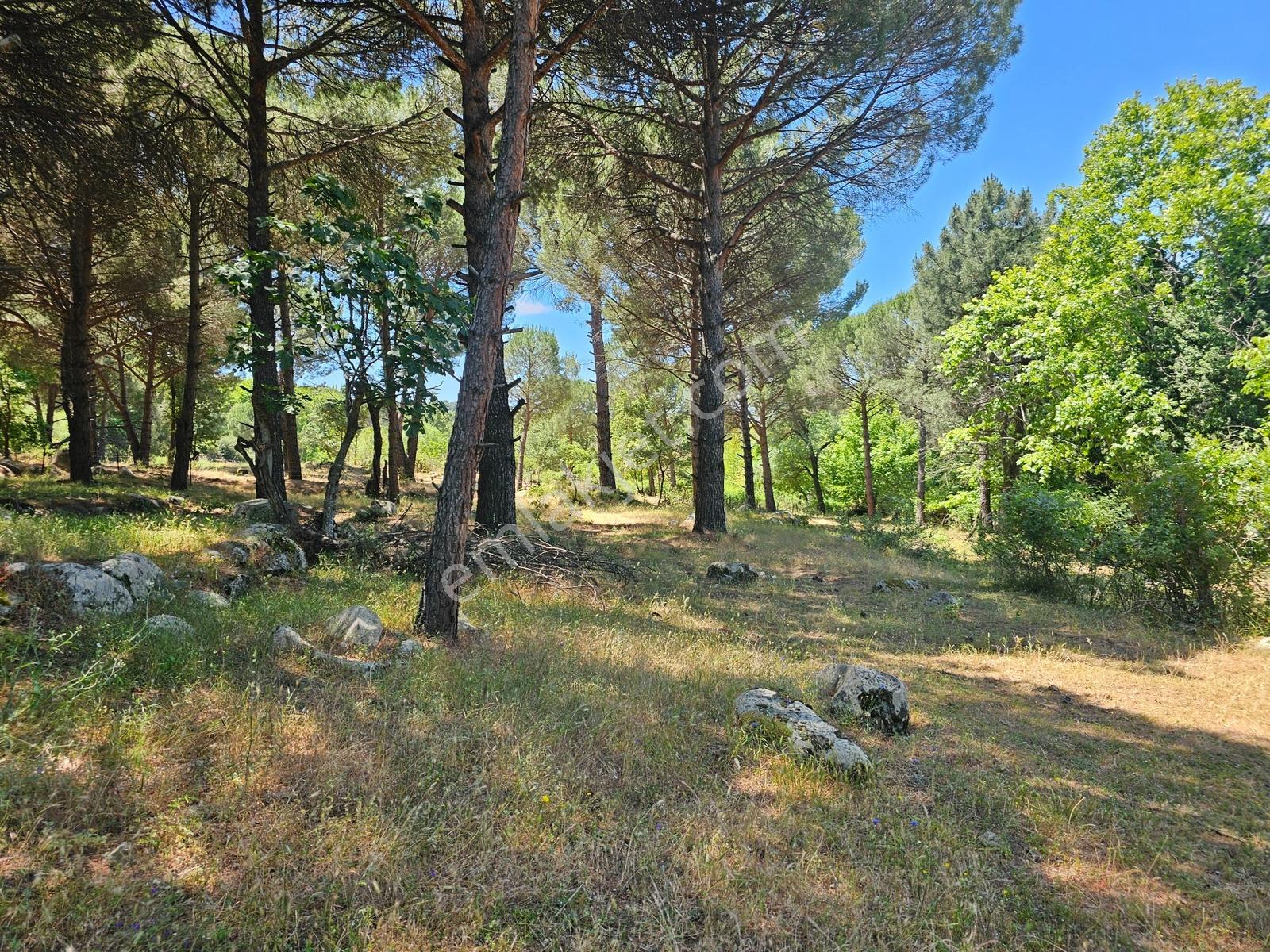 Ayvalık Yolu Üzeri -dere Cepheli (asagıbey /1894 M2) - Görsel 23