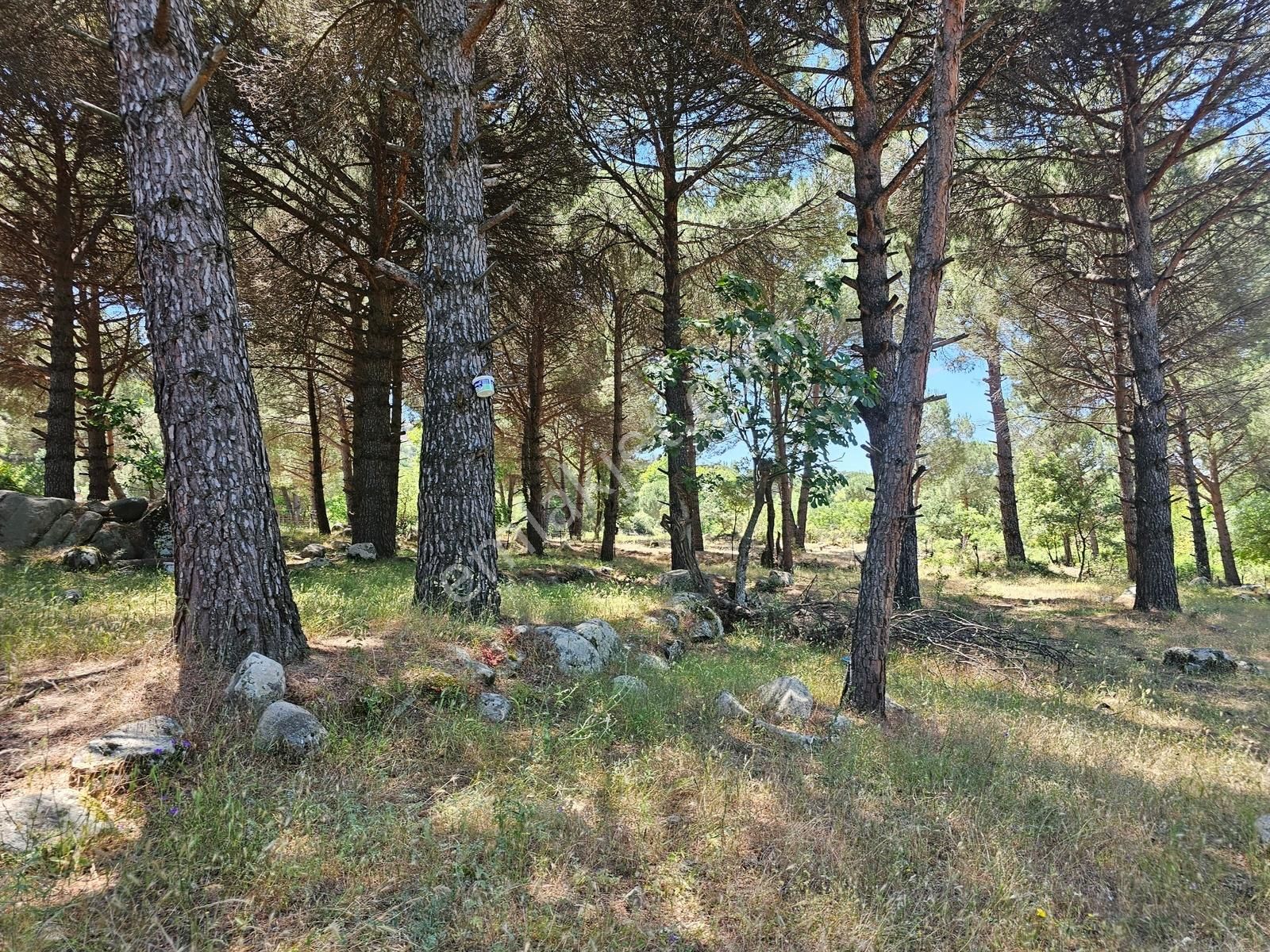 Ayvalık Yolu Üzeri -dere Cepheli (asagıbey /1894 M2) - Görsel 11