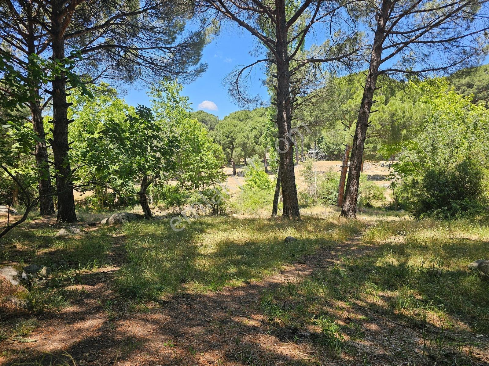 Ayvalık Yolu Üzeri -dere Cepheli (asagıbey /1894 M2) - Görsel 21