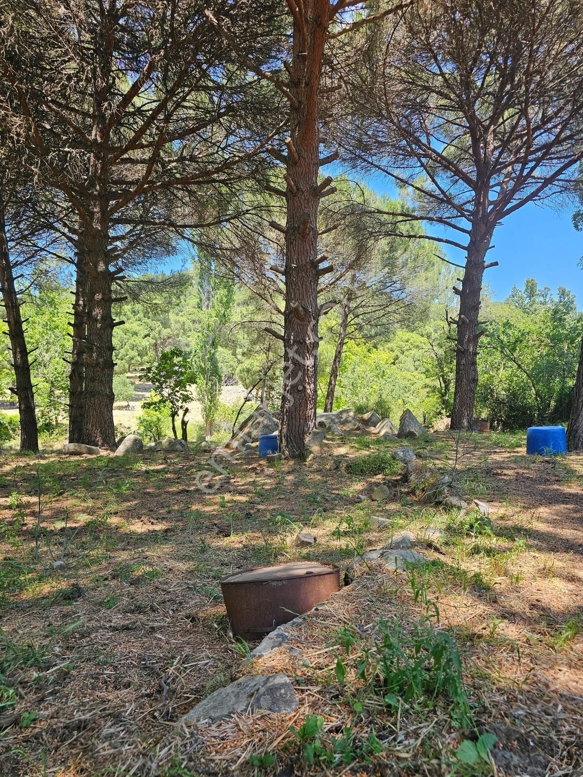 Ayvalık Yolu Üzeri -dere Cepheli (asagıbey /1894 M2) - Görsel 5