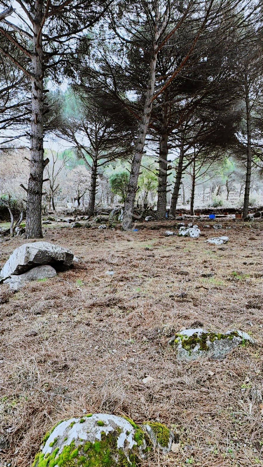 Ayvalık Yolu Üzeri -dere Cepheli (asagıbey /1894 M2) - Görsel 9