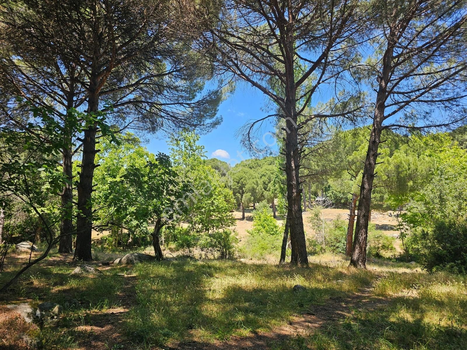 Ayvalık Yolu Üzeri -dere Cepheli (asagıbey /1894 M2) - Görsel 6