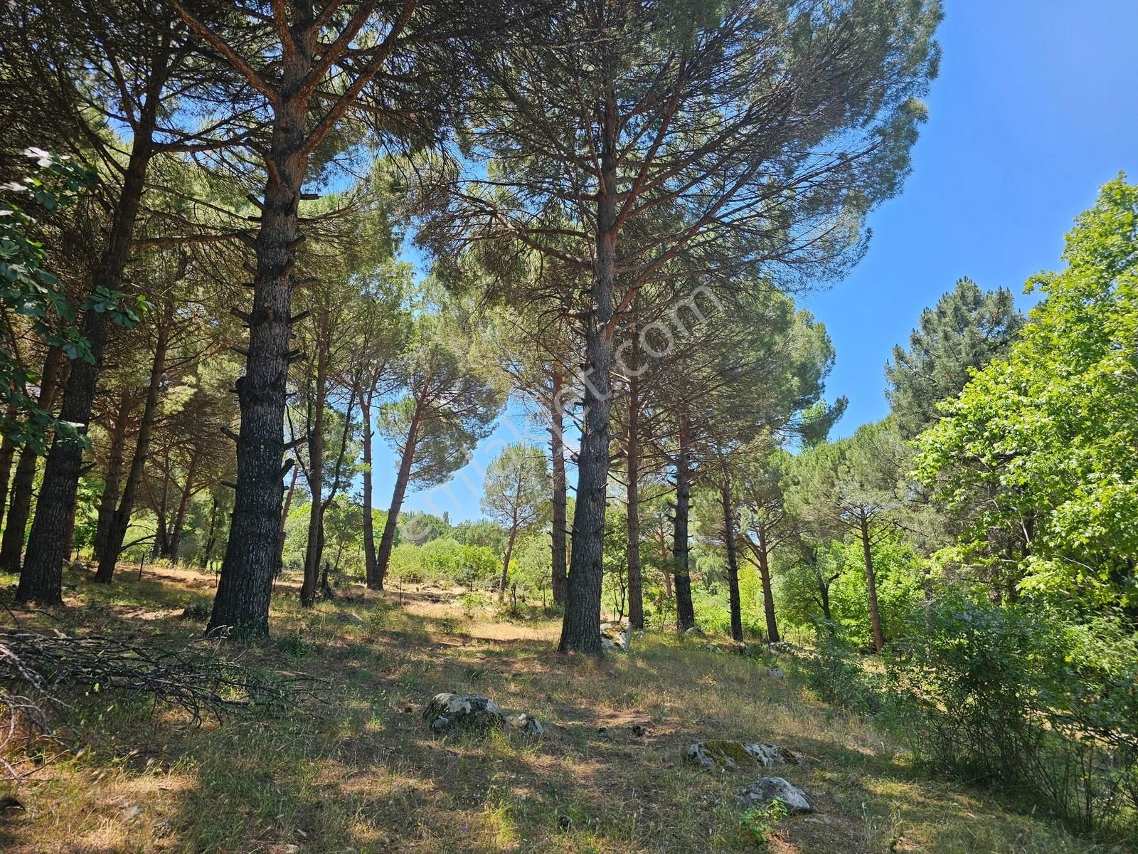 Ayvalık Yolu Üzeri -dere Cepheli (asagıbey /1894 M2) - Görsel 27