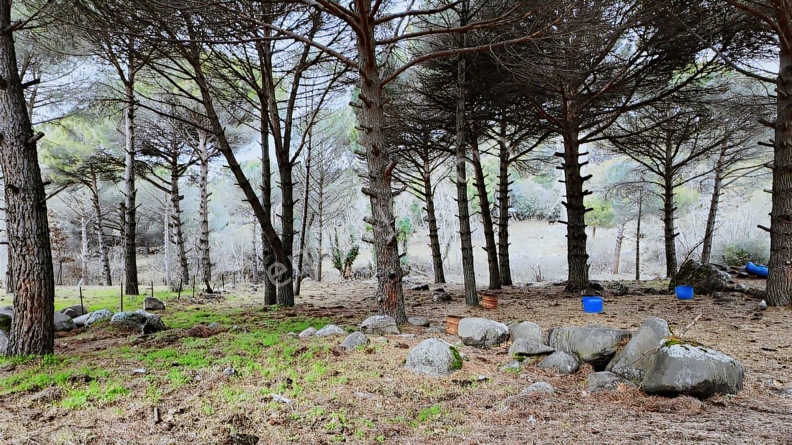 Ayvalık Yolu Üzeri -dere Cepheli (asagıbey /1894 M2)