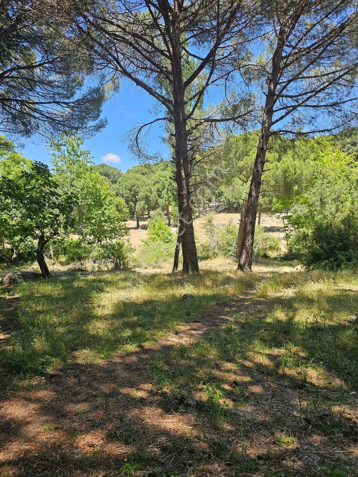 Ayvalık Yolu Üzeri -dere Cepheli (asagıbey /1894 M2) - Görsel 24