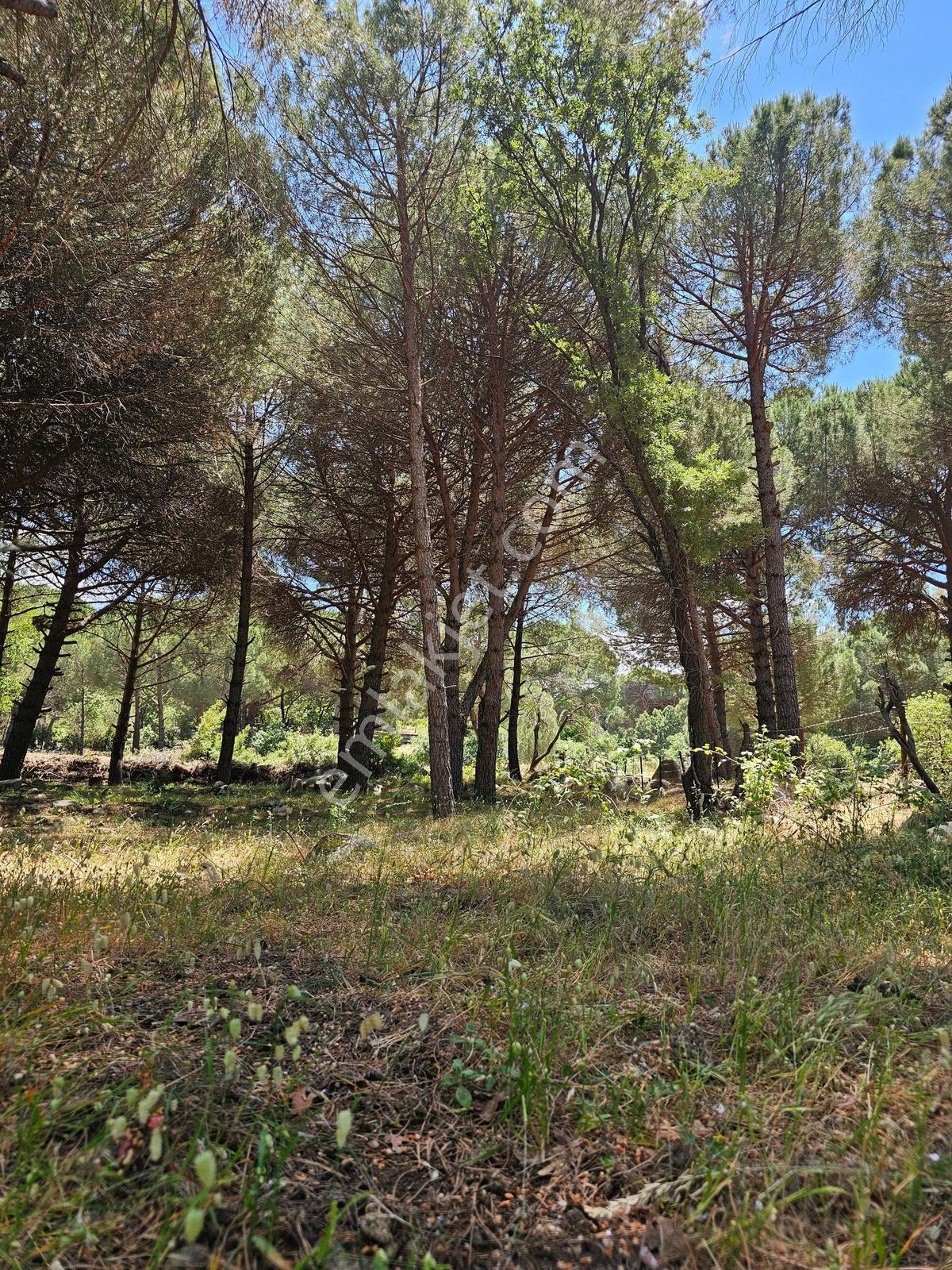 Ayvalık Yolu Üzeri -dere Cepheli (asagıbey /1894 M2) - Görsel 19