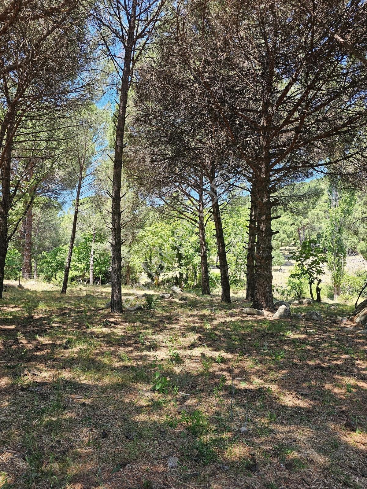 Ayvalık Yolu Üzeri -dere Cepheli (asagıbey /1894 M2) - Görsel 6