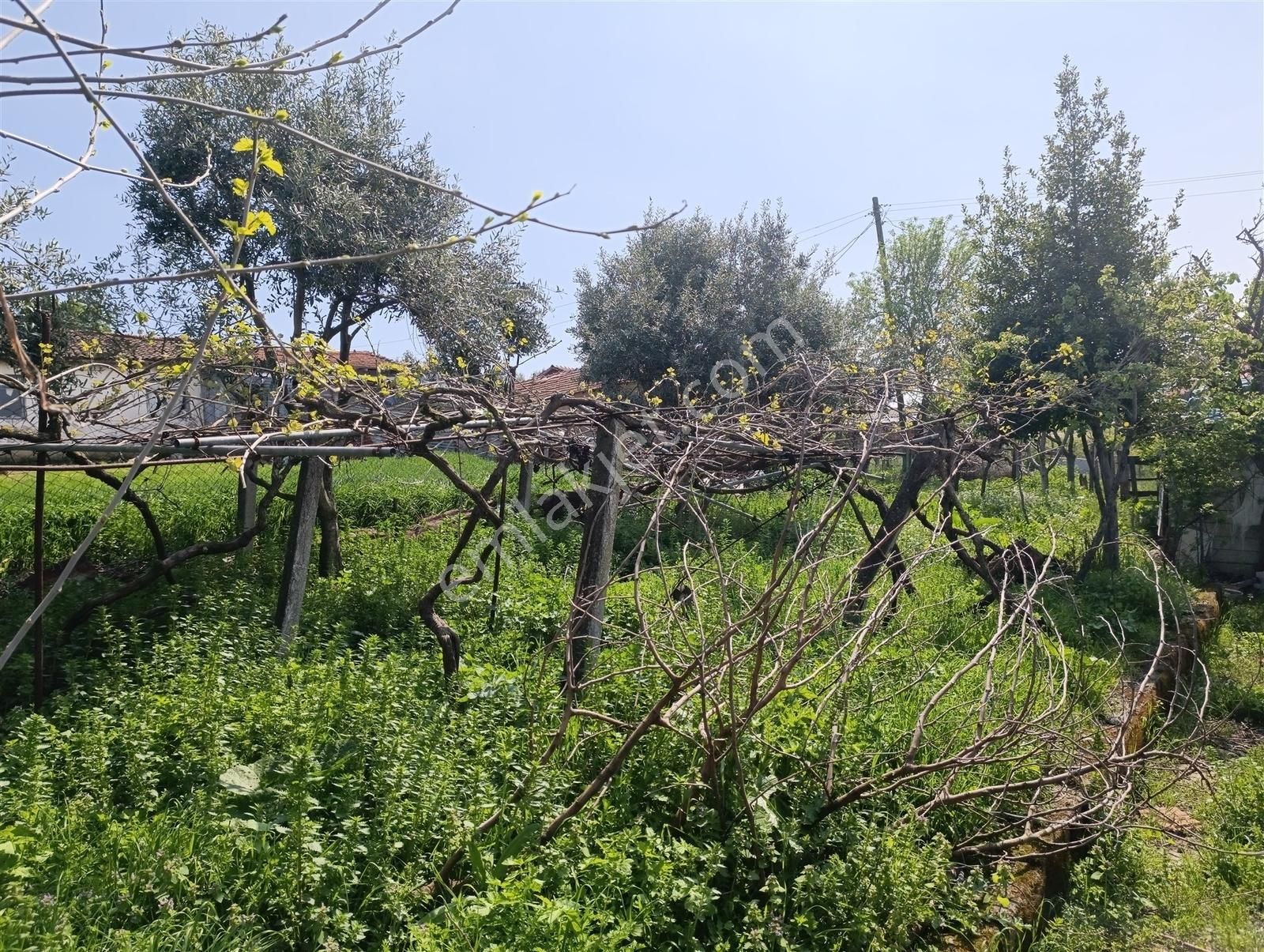 1.470 M2 Müstakil Köy Evi Arsa Meyve Bahçeli Bağ-bahçe Asmalıder - Görsel 26