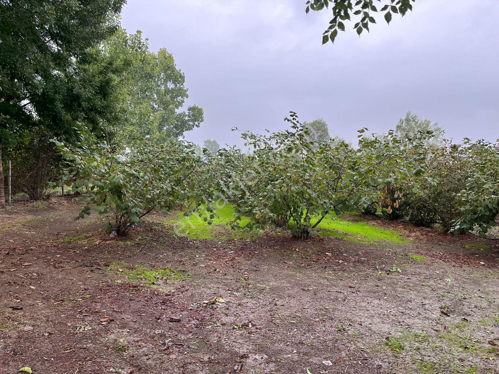 Görgülü Emlaktan Satılık Arazi 9900 M² - Görsel 8