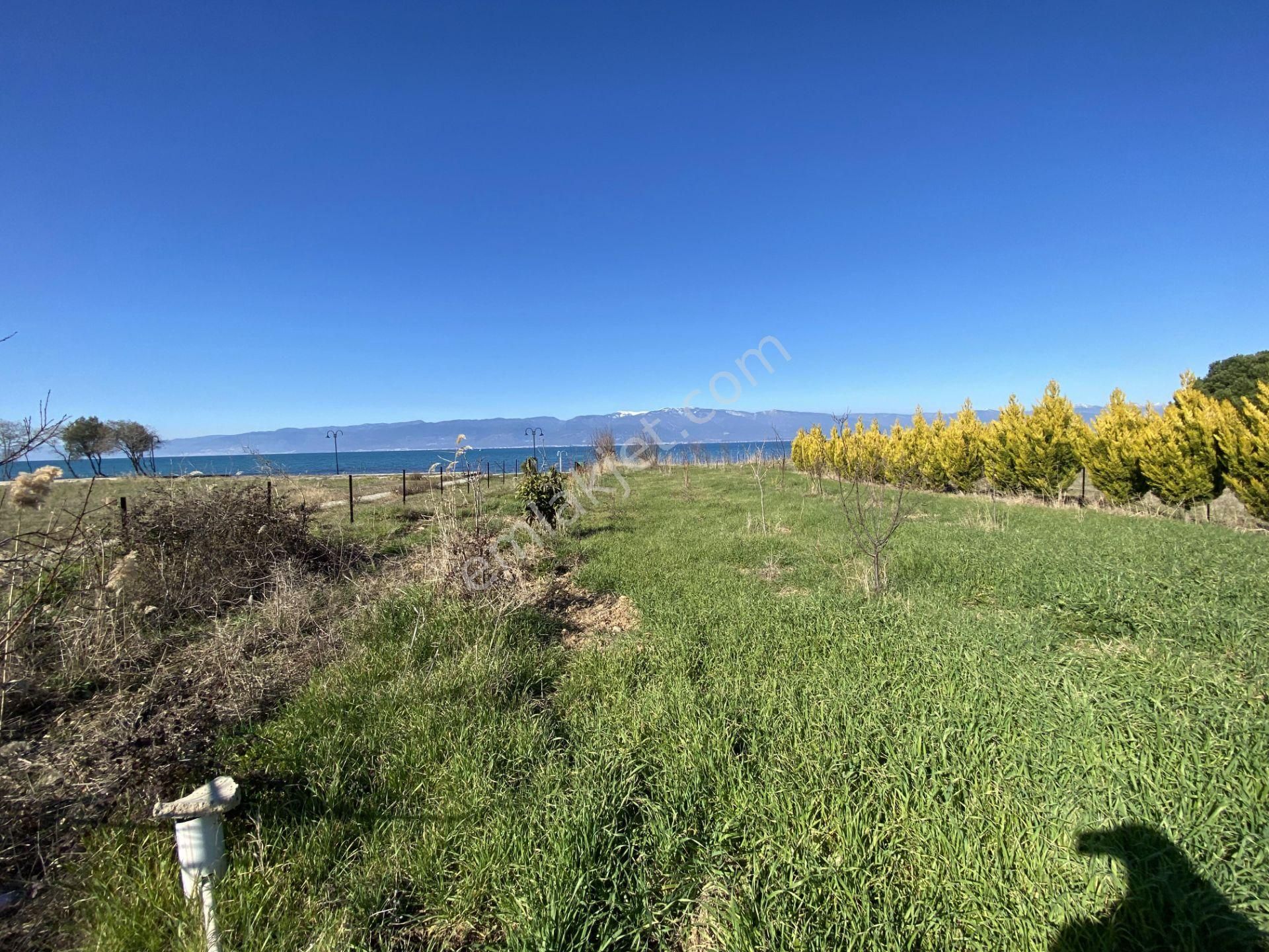 Burhaniye De Satılık 1.155 Metre Kare Arsa.denize Sıfır.