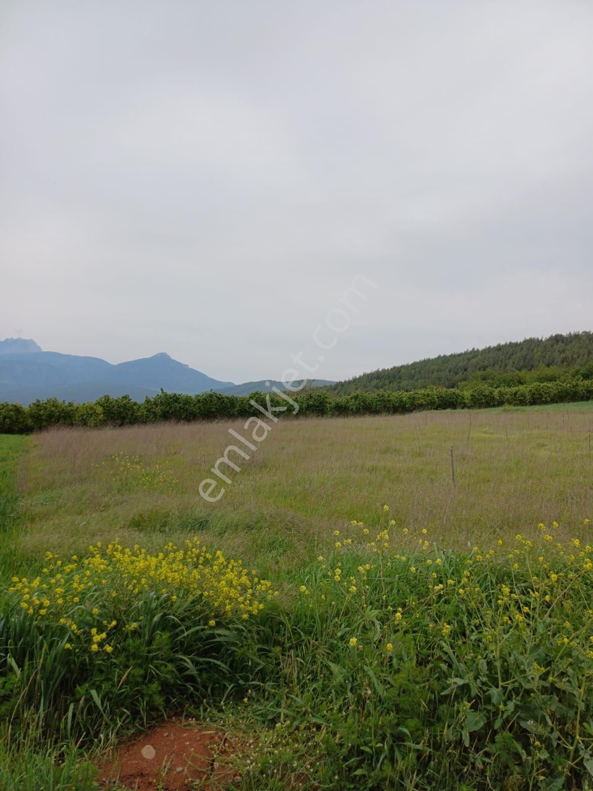 Geyve Merkeze 2 Dakika | Yola Cephe | 2.311 M² Yatırımlık Tarla - Görsel 6