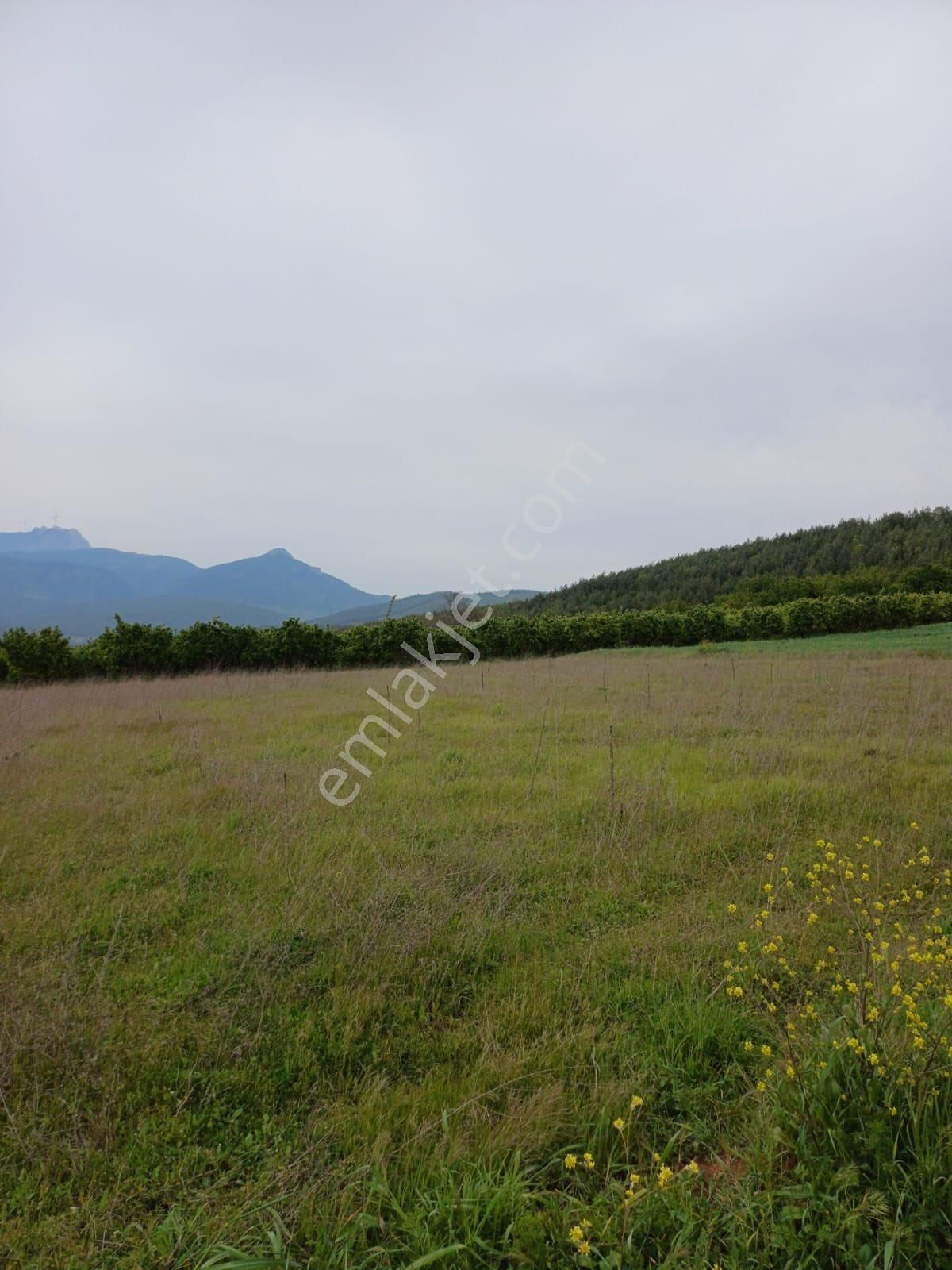 Geyve Merkeze 2 Dakika | Yola Cephe | 2.311 M² Yatırımlık Tarla - Görsel 5