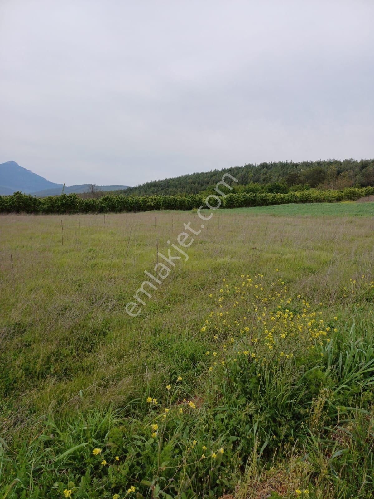 Geyve Merkeze 2 Dakika | Yola Cephe | 2.311 M² Yatırımlık Tarla - Görsel 8