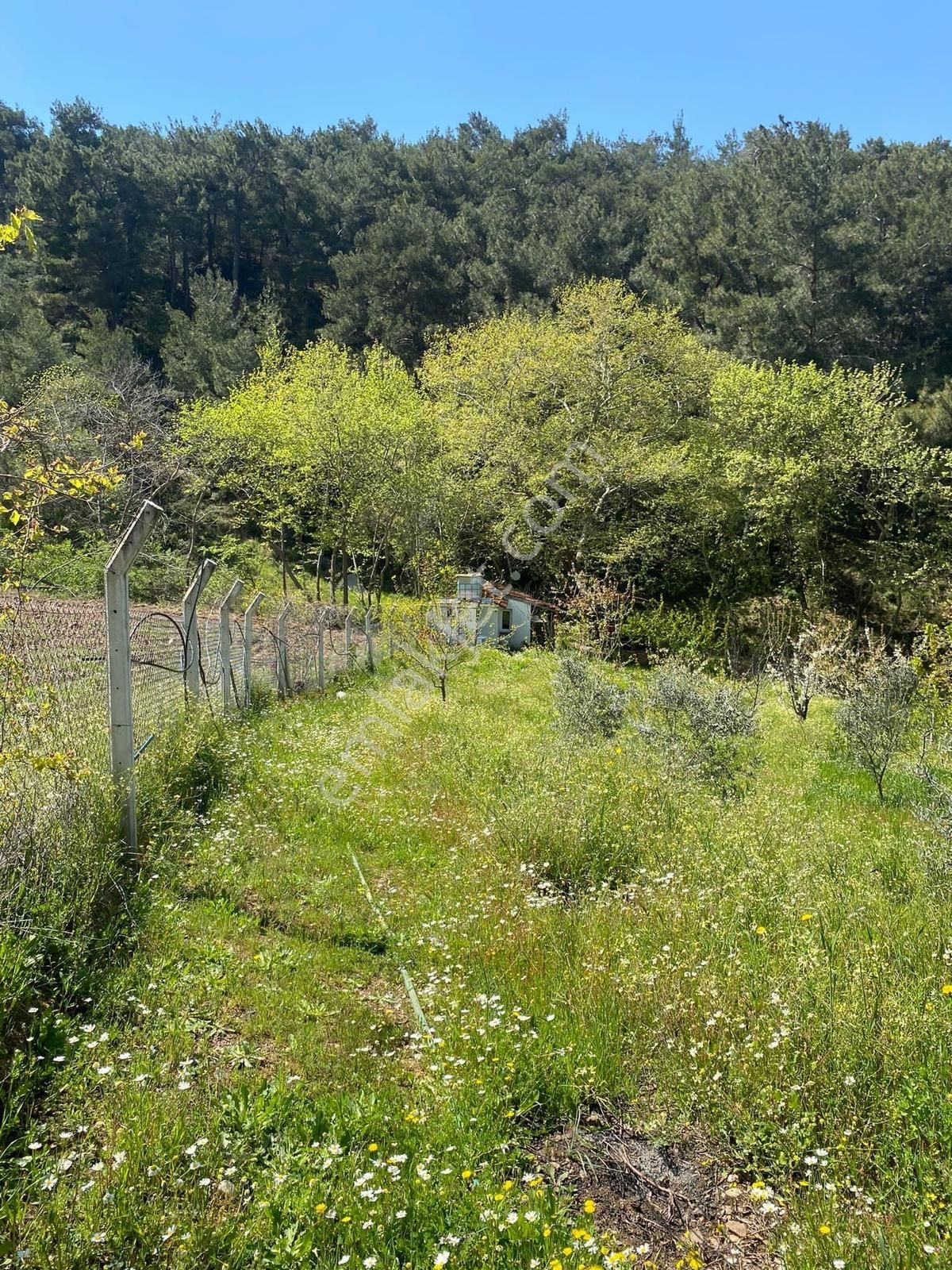 Novas Gayrimenkul'den Satılık Armutlu'da Tek Tapu Evi Olan Bahçe - Görsel 5