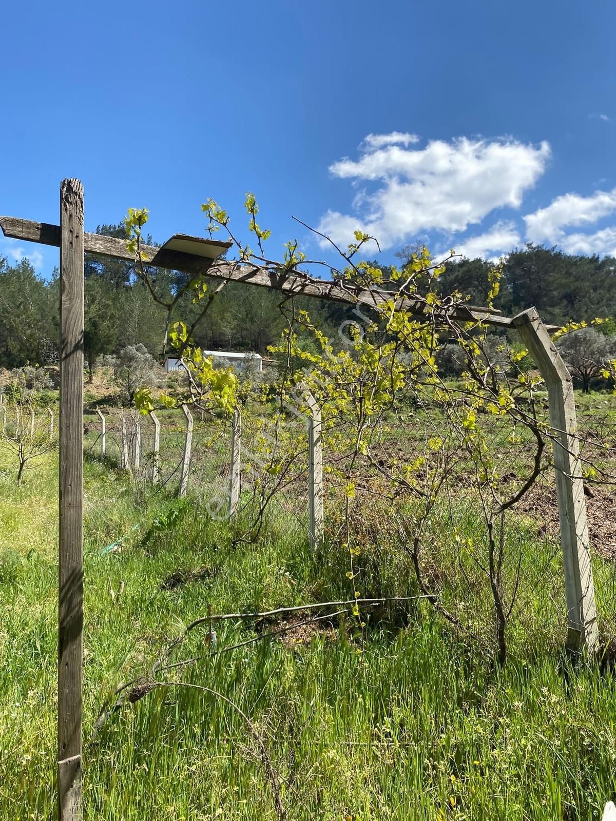 Novas Gayrimenkul'den Satılık Armutlu'da Tek Tapu Evi Olan Bahçe - Görsel 6