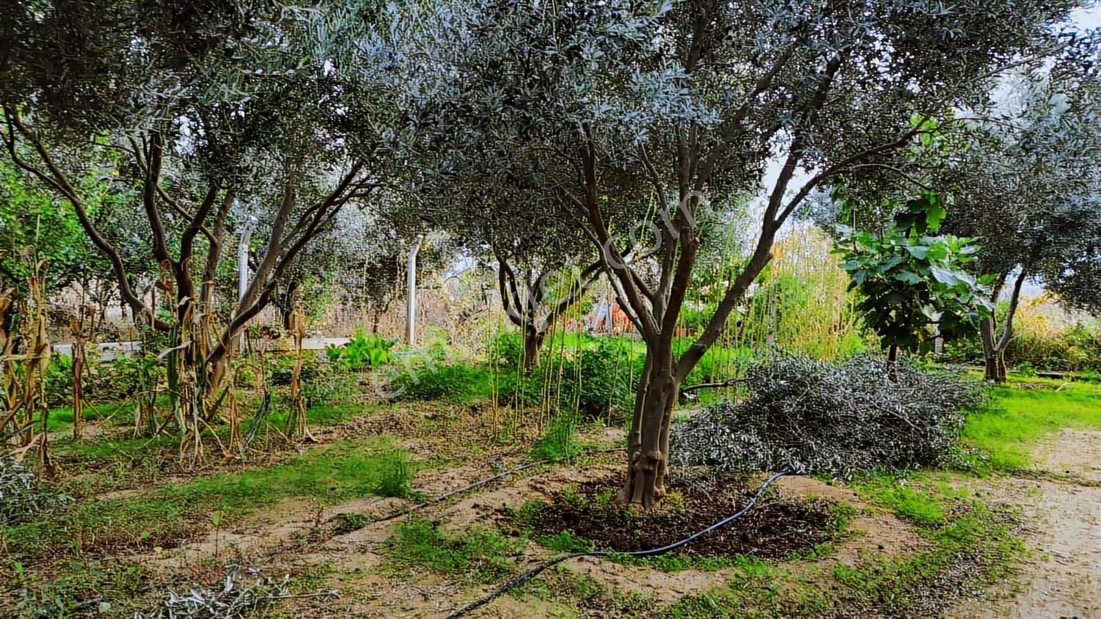 Kemalpaşa Aşağı Kızılca Ana Yola Yakın 1586m2 Bahçe - Görsel 3