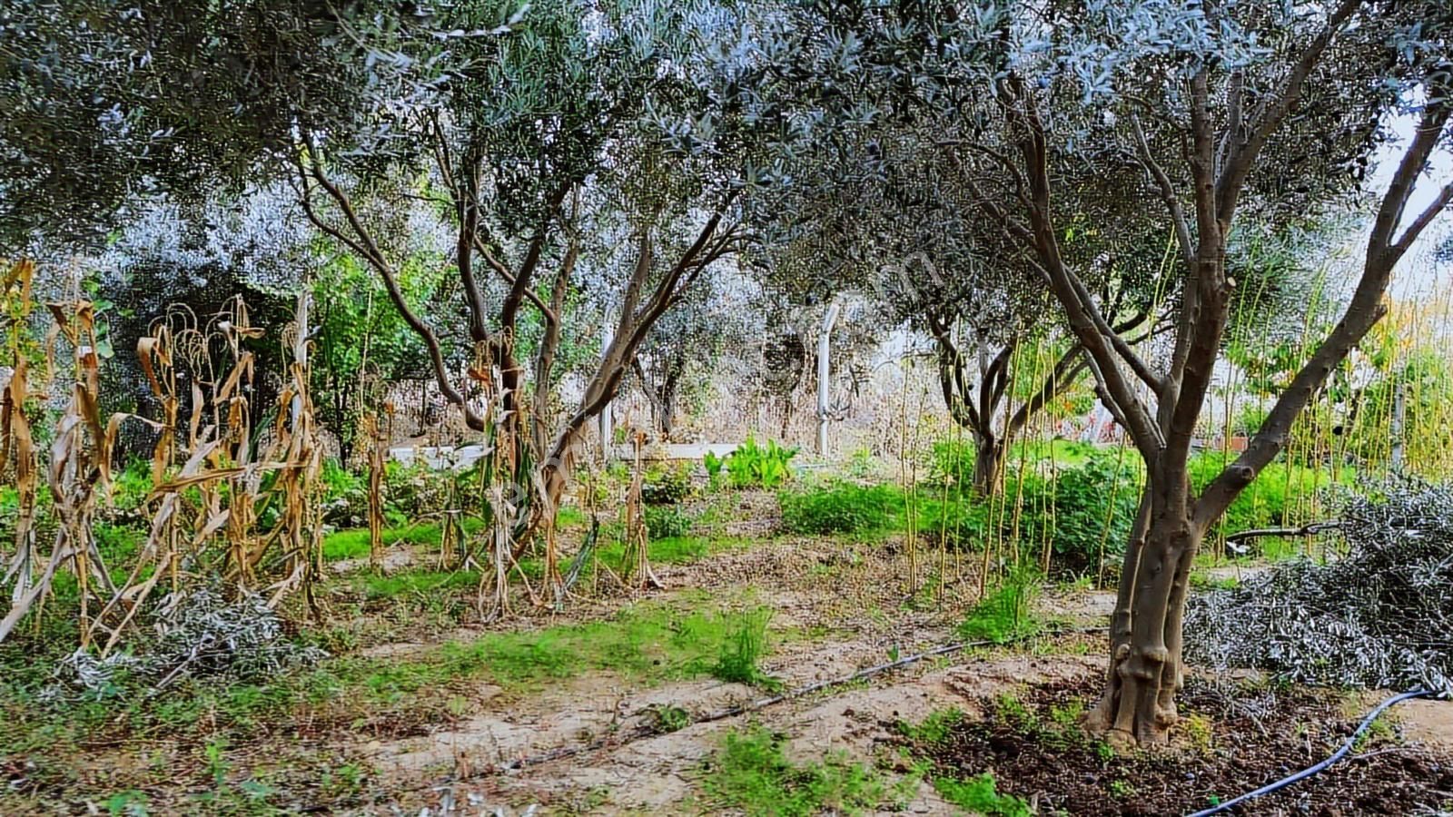 Kemalpaşa Aşağı Kızılca Ana Yola Yakın 1586m2 Bahçe - Görsel 14