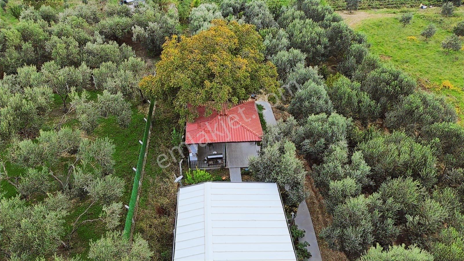 Kemalpaşa Aşağı Kızılca Ana Yola Yakın 1586m2 Bahçe - Görsel 10