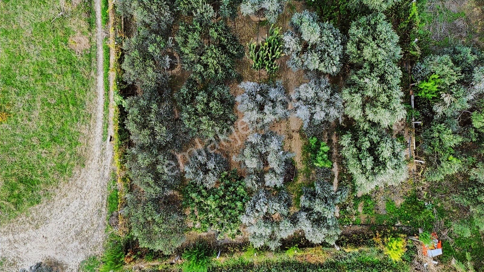 Kemalpaşa Aşağı Kızılca Ana Yola Yakın 1586m2 Bahçe - Görsel 29
