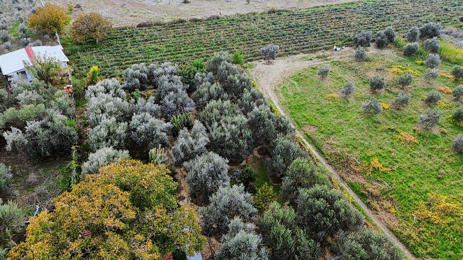 Kemalpaşa Aşağı Kızılca Ana Yola Yakın 1586m2 Bahçe - Görsel 28