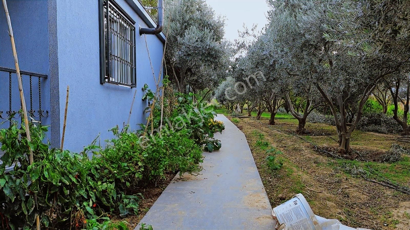 Kemalpaşa Aşağı Kızılca Ana Yola Yakın 1586m2 Bahçe - Görsel 20