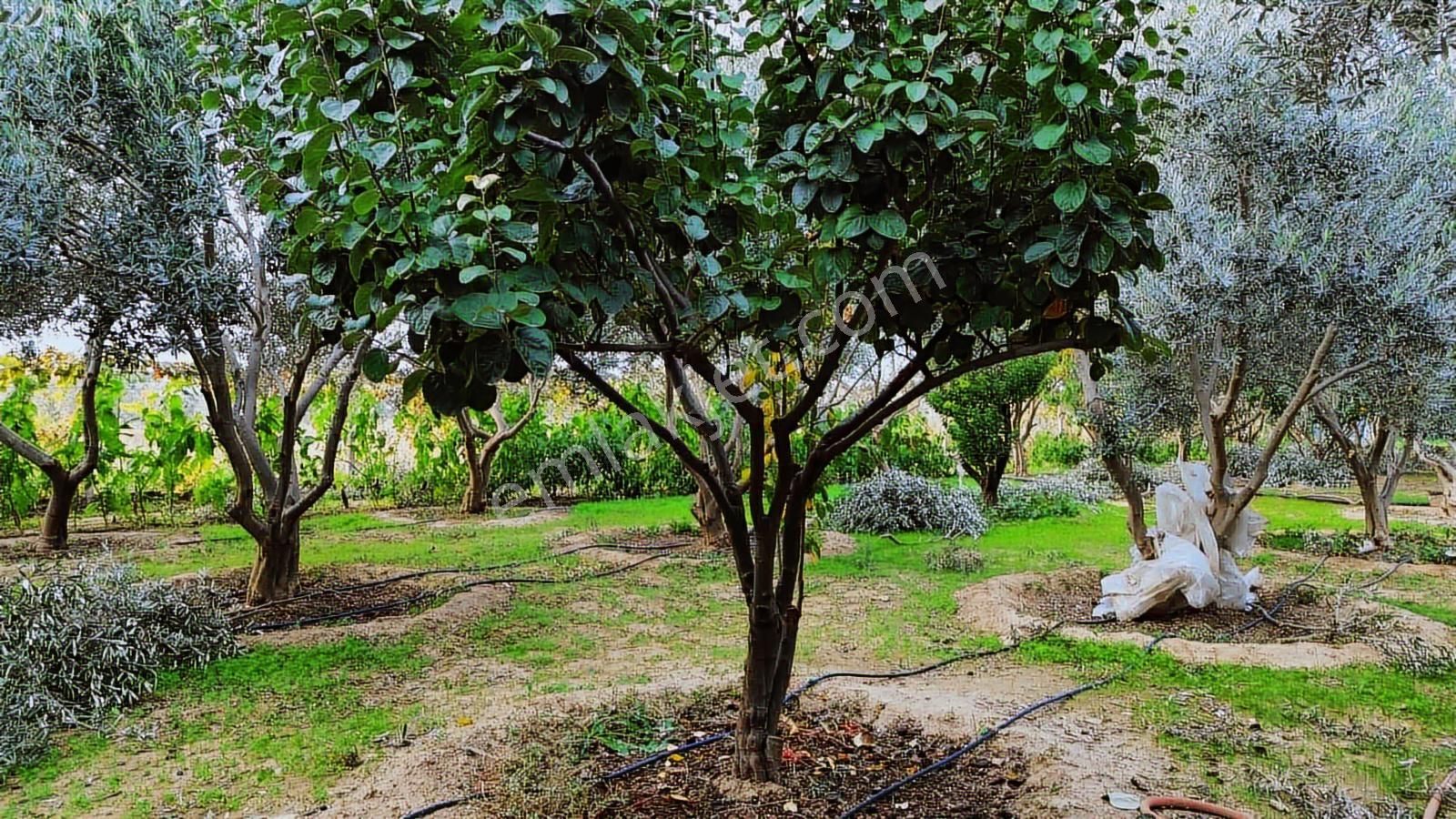Kemalpaşa Aşağı Kızılca Ana Yola Yakın 1586m2 Bahçe - Görsel 12