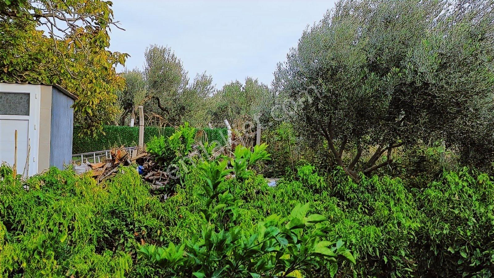 Kemalpaşa Aşağı Kızılca Ana Yola Yakın 1586m2 Bahçe - Görsel 14