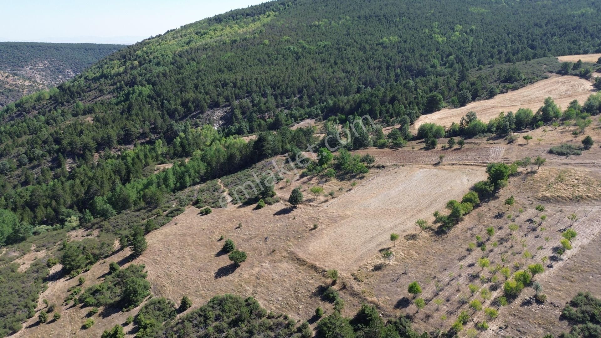Konya / Doğanhisar / Kemer Mahallesinde 3.902 M² Müstakil Tapulu Tarla - Görsel 4