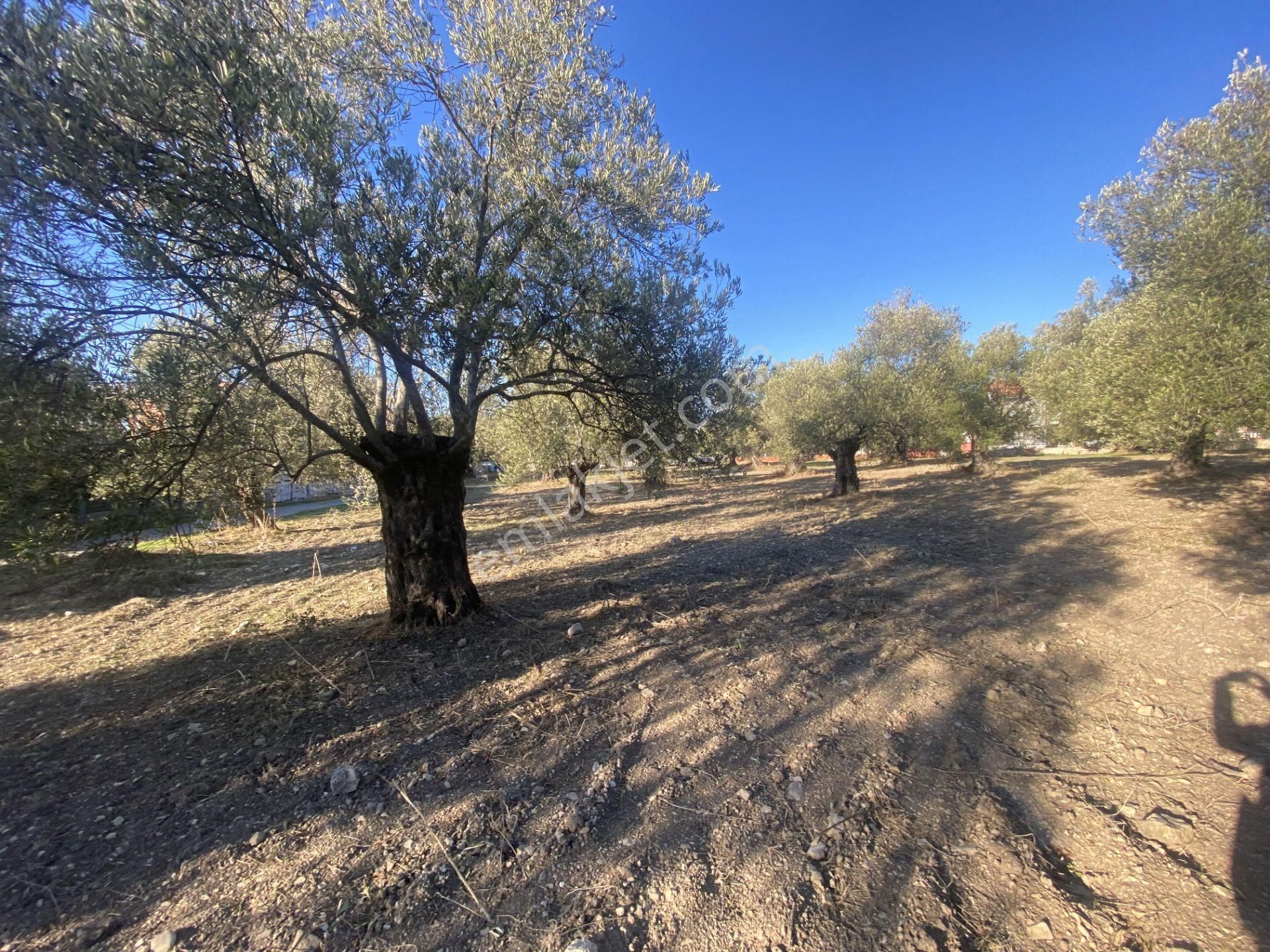 Balıkesir Ayvalık Sarımsaklı Da Satılık 2.913 Metre Kare Arsa. - Görsel 4