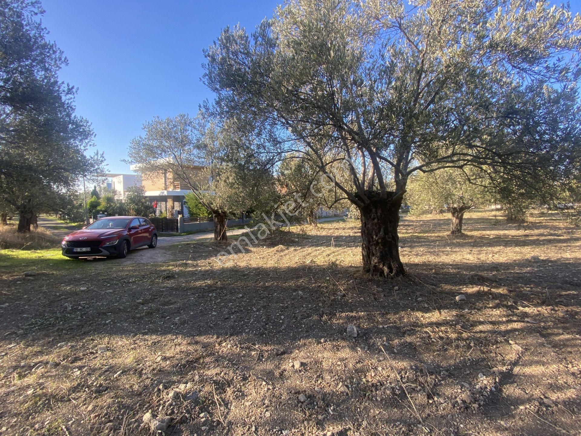 Balıkesir Ayvalık Sarımsaklı Da Satılık 2.913 Metre Kare Arsa. - Görsel 2