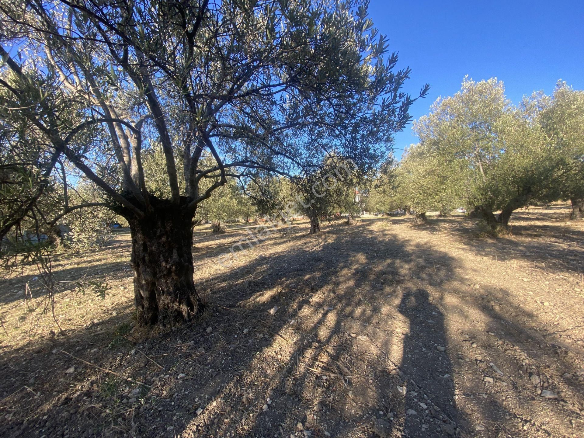 Balıkesir Ayvalık Sarımsaklı Da Satılık 2.913 Metre Kare Arsa. - Görsel 10