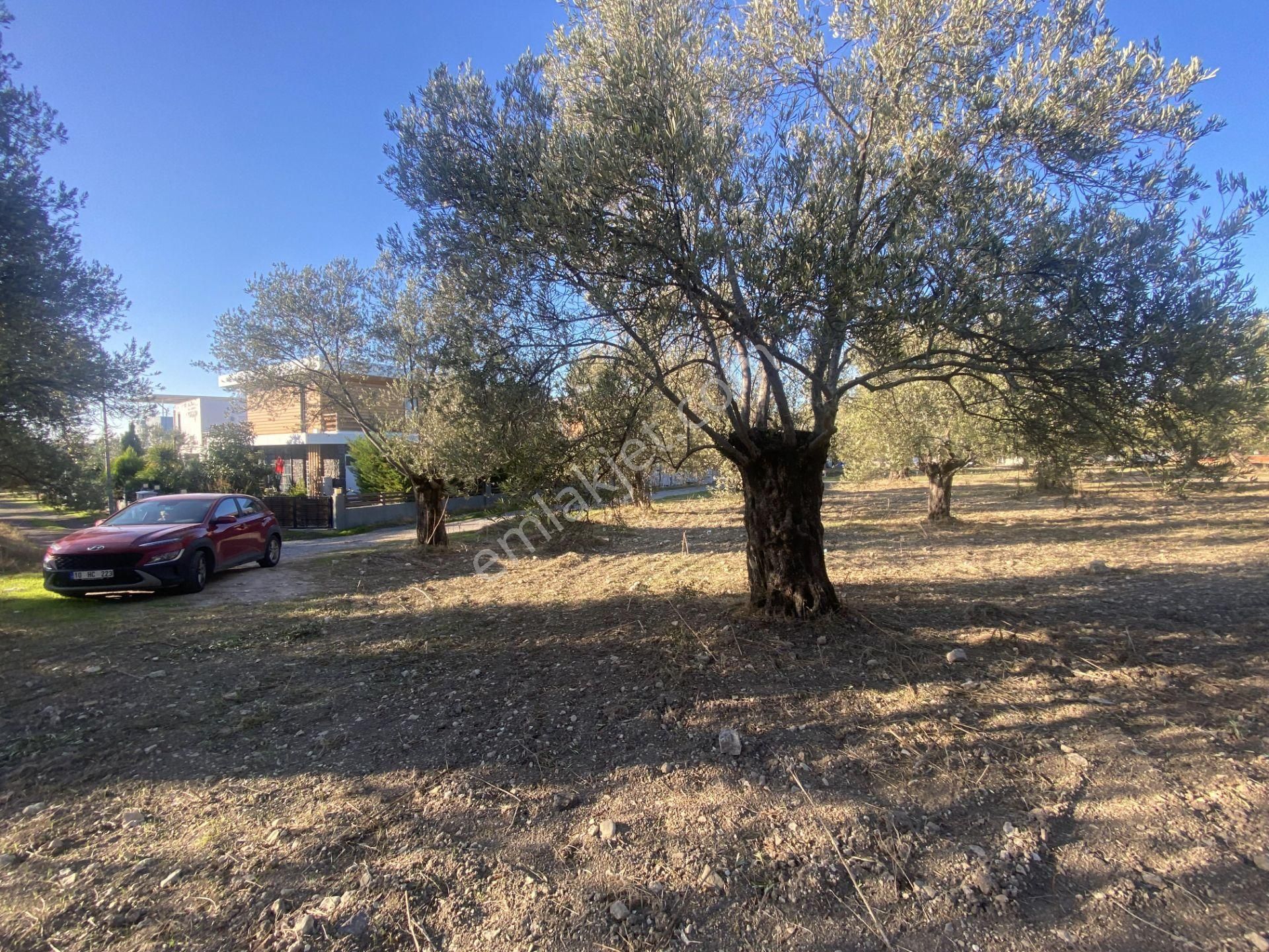 Balıkesir Ayvalık Sarımsaklı Da Satılık 2.913 Metre Kare Arsa. - Görsel 13