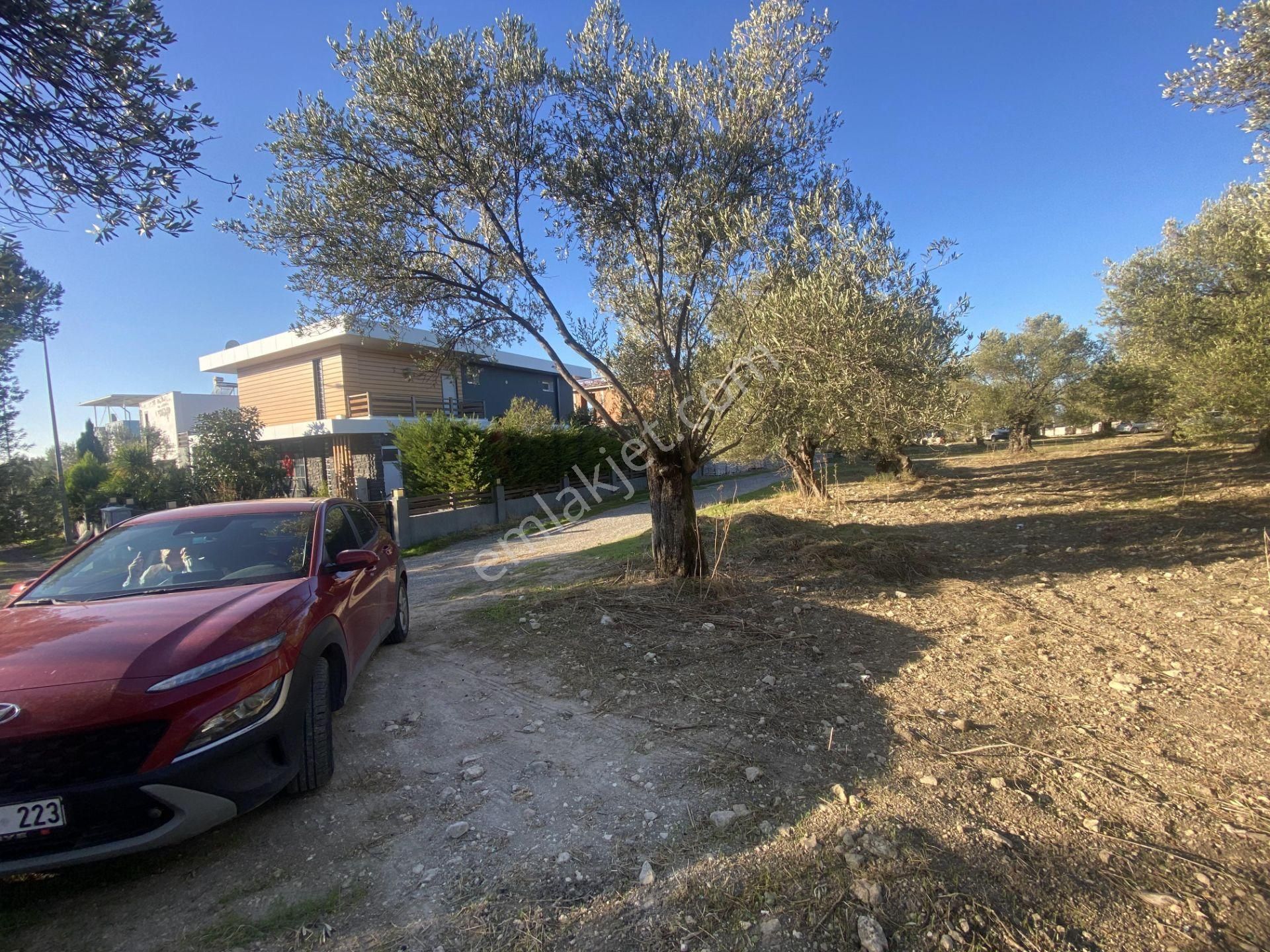 Balıkesir Ayvalık Sarımsaklı Da Satılık 2.913 Metre Kare Arsa. - Görsel 8