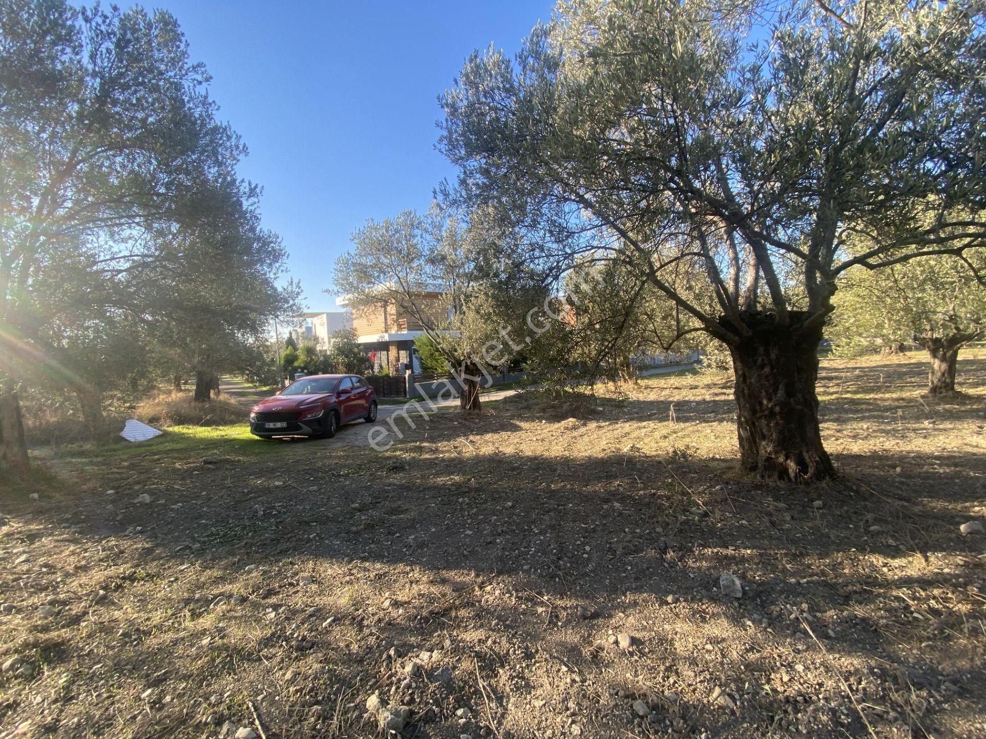 Balıkesir Ayvalık Sarımsaklı Da Satılık 2.913 Metre Kare Arsa. - Görsel 12