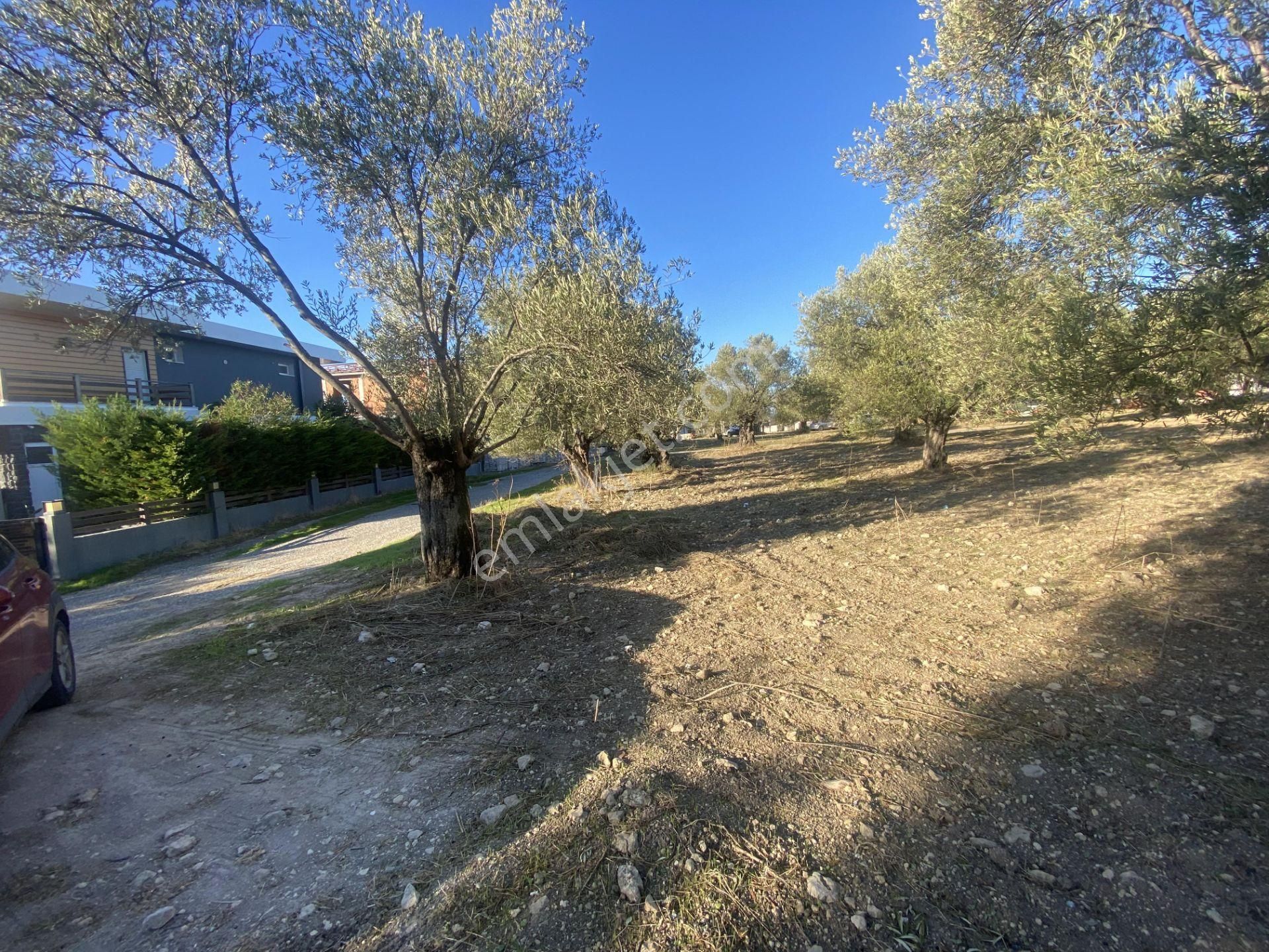 Balıkesir Ayvalık Sarımsaklı Da Satılık 2.913 Metre Kare Arsa. - Görsel 14