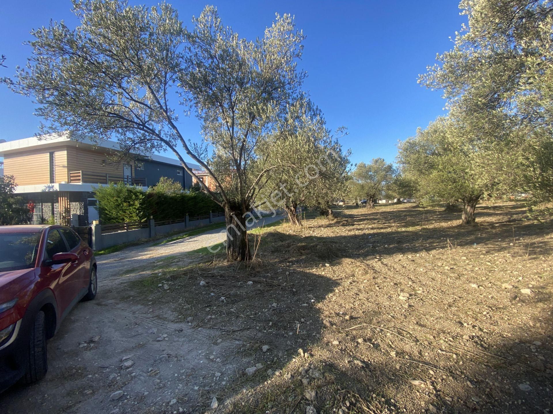 Balıkesir Ayvalık Sarımsaklı Da Satılık 2.913 Metre Kare Arsa. - Görsel 6