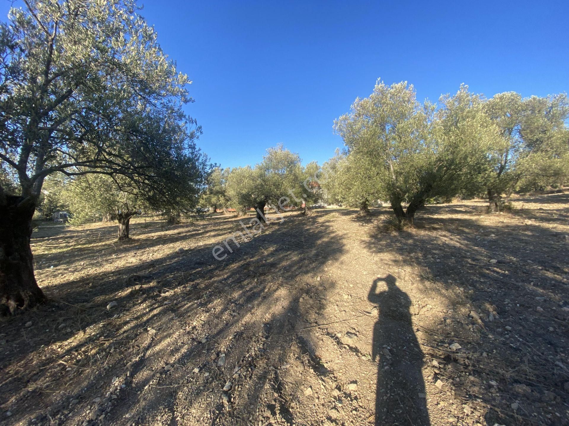 Balıkesir Ayvalık Sarımsaklı Da Satılık 2.913 Metre Kare Arsa. - Görsel 3