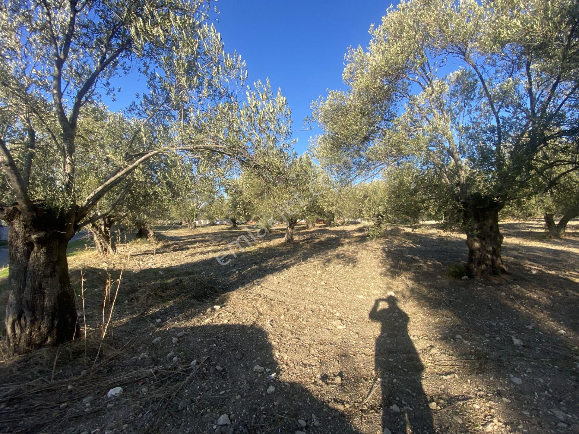 Balıkesir Ayvalık Sarımsaklı Da Satılık 2.913 Metre Kare Arsa. - Görsel 11