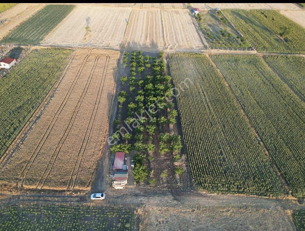 Tekirdağ Saray Kadıköy'de Satılık Ceviz Bahçesi