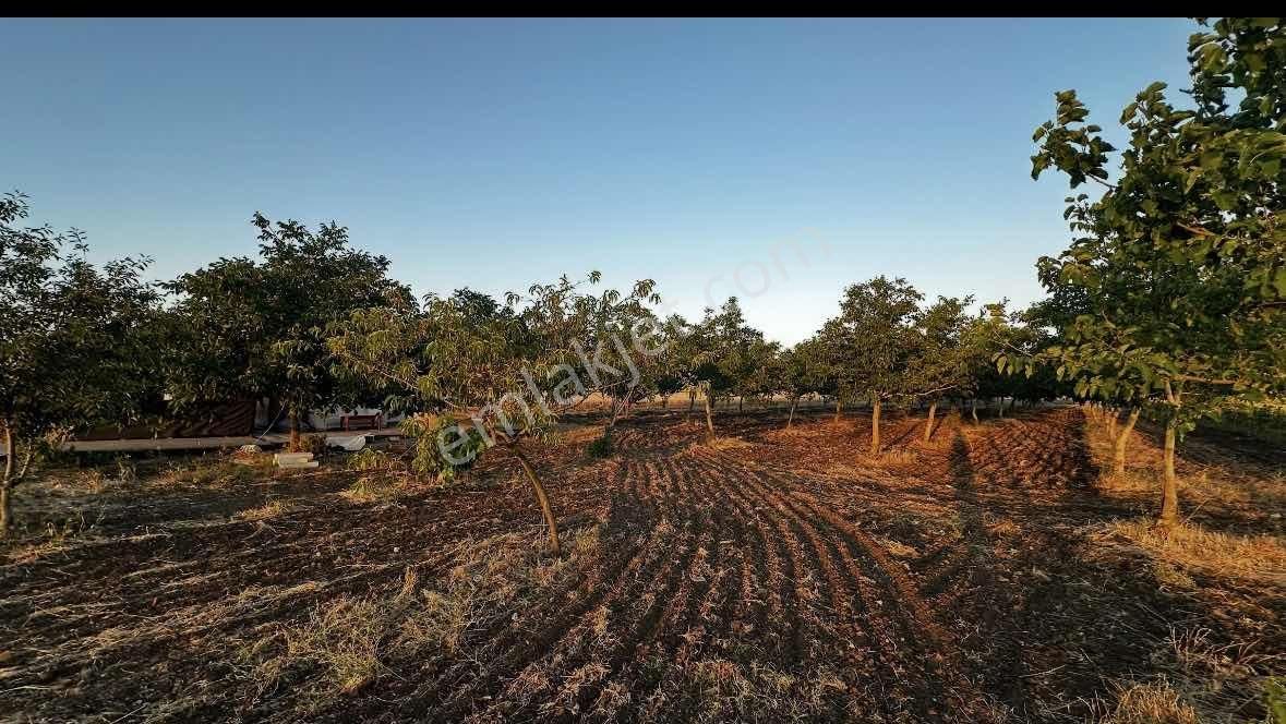 Tekirdağ Saray Kadıköy'de Satılık Ceviz Bahçesi - Görsel 2