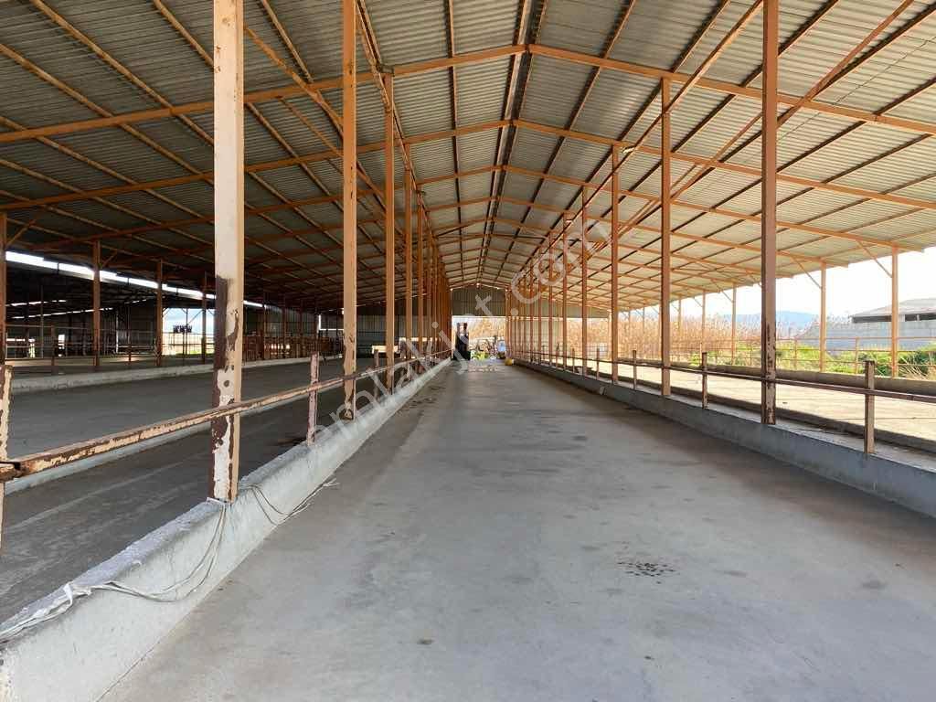 Elif Badak’tan 1000m2 Kiralık Ticari Depo/antrepo/üretim Tesisi - Görsel 4