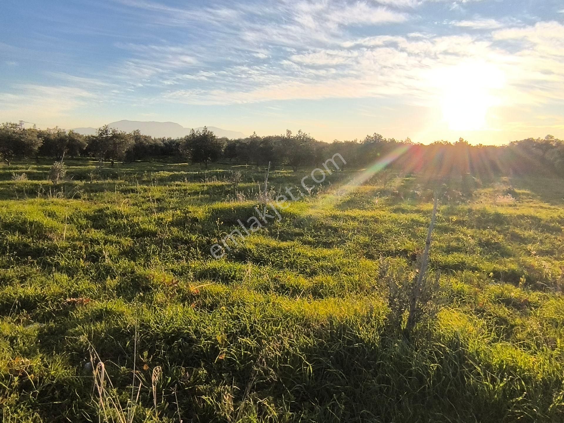 Manisa Saruhanlı Sarıçamda 14.000m2 Zeytinlik 4.200.000tl - Görsel 29