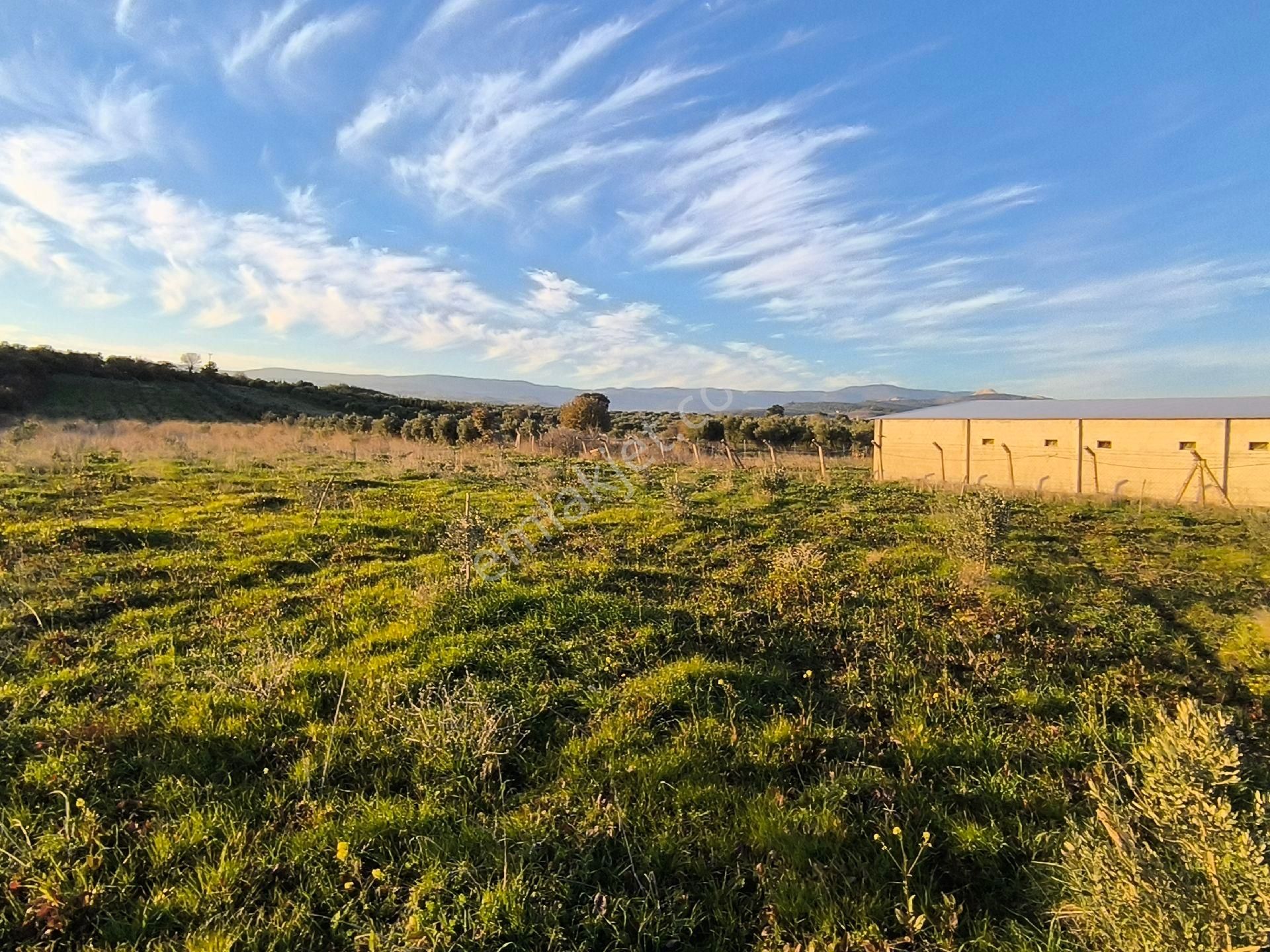 Manisa Saruhanlı Sarıçamda 14.000m2 Zeytinlik 4.200.000tl - Görsel 24