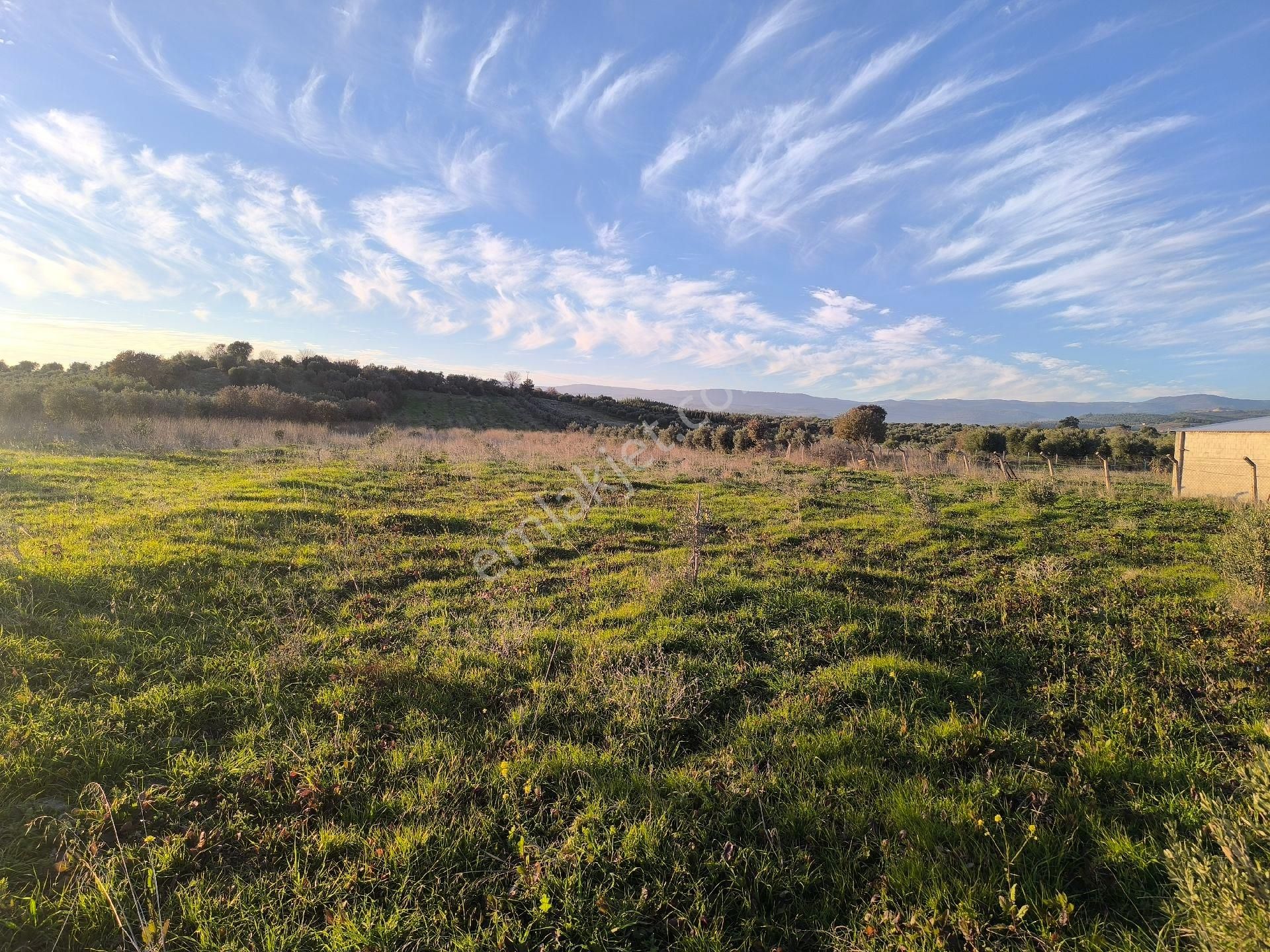 Manisa Saruhanlı Sarıçamda 14.000m2 Zeytinlik 4.200.000tl - Görsel 16