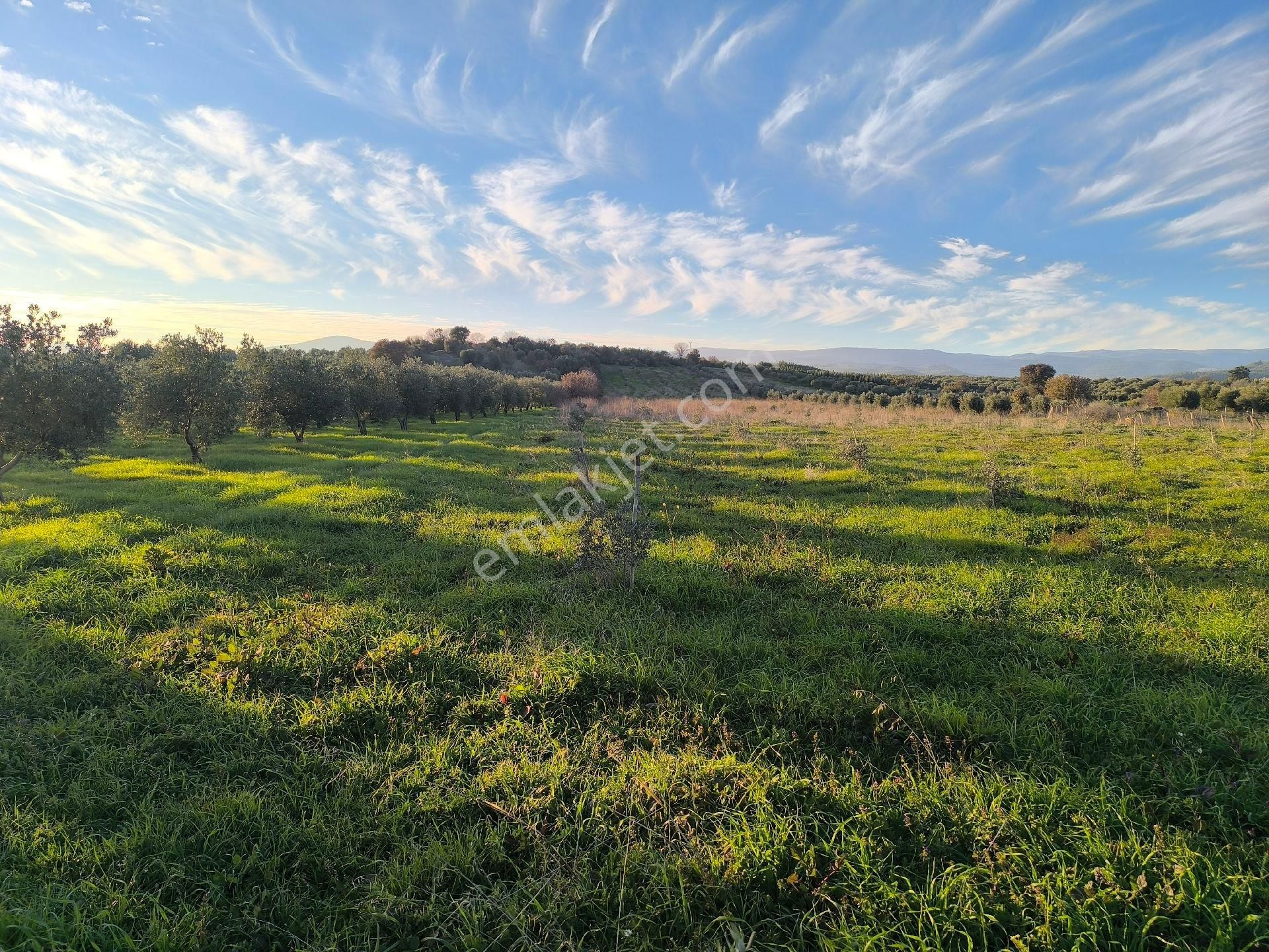 Manisa Saruhanlı Sarıçamda 14.000m2 Zeytinlik 4.200.000tl - Görsel 9