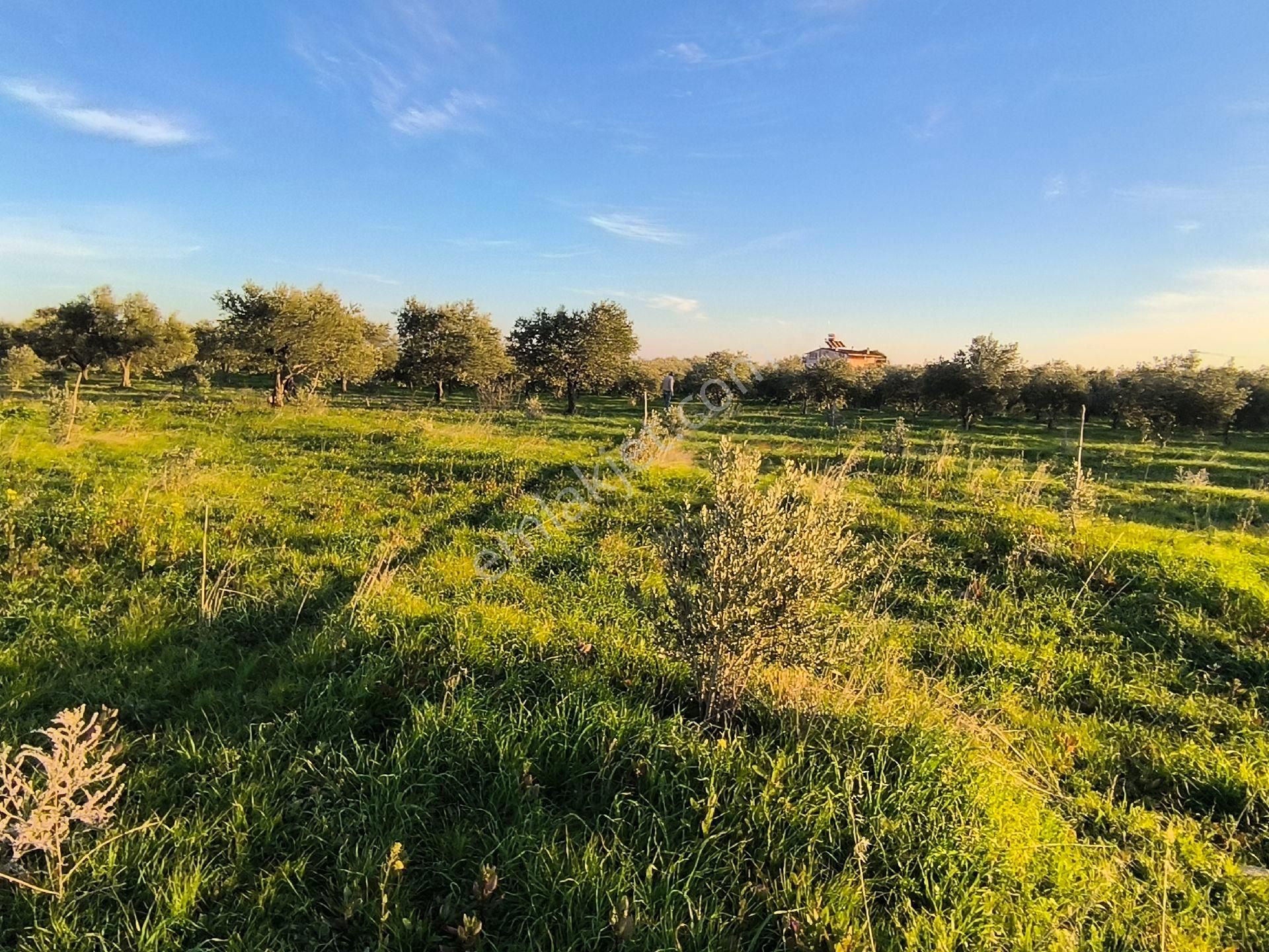 Manisa Saruhanlı Sarıçamda 14.000m2 Zeytinlik 4.200.000tl - Görsel 30