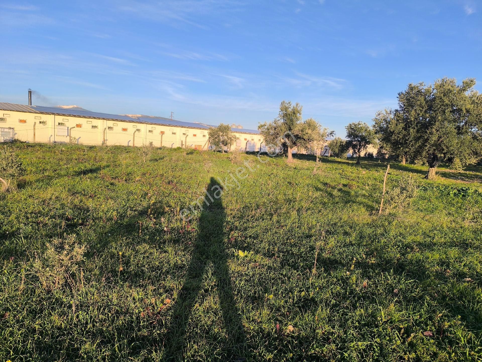 Manisa Saruhanlı Sarıçamda 14.000m2 Zeytinlik 4.200.000tl - Görsel 11