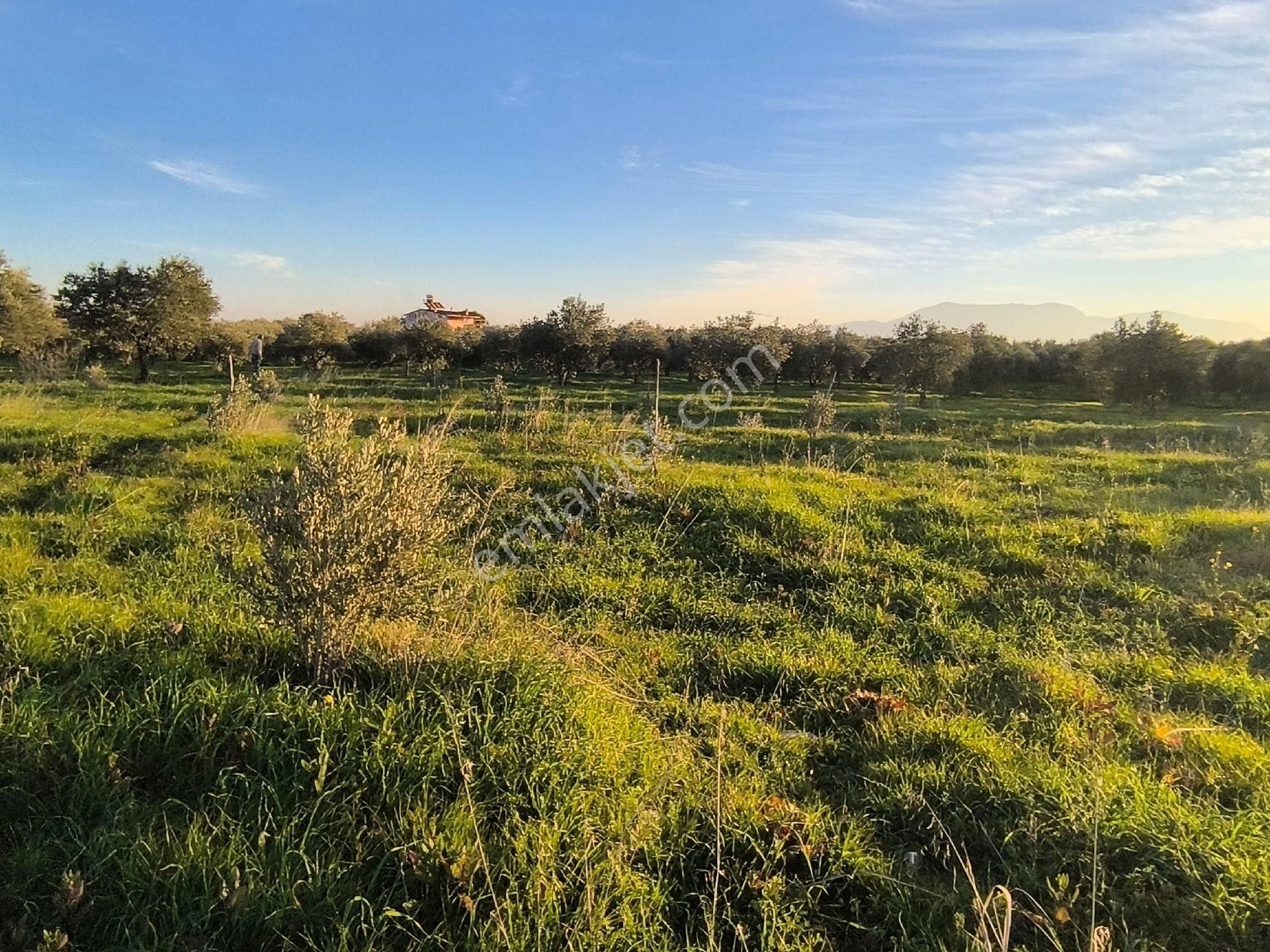 Manisa Saruhanlı Sarıçamda 14.000m2 Zeytinlik 4.200.000tl - Görsel 28