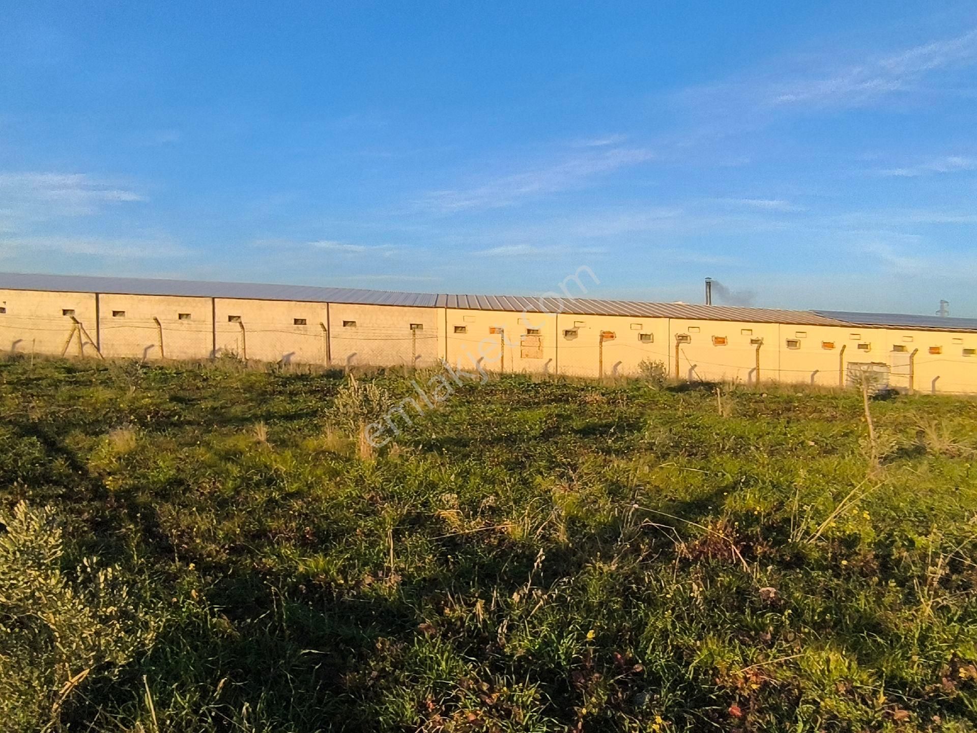 Manisa Saruhanlı Sarıçamda 14.000m2 Zeytinlik 4.200.000tl - Görsel 23